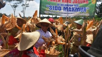 Bantuan Mesin Pertanian Mampu Tingkatkan Produksi Jagung