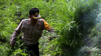 Personel Polres Aceh Besar memusnahkan ladang ganja di kawasan hutan Montasik, Aceh Besar, Aceh, Rabu (6/3).  [ANTARA FOTO/Irwansyah Putra]