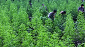 Personel Polres Aceh Besar memusnahkan ladang ganja di kawasan hutan Montasik, Aceh Besar, Aceh, Rabu (6/3). [ANTARA FOTO/Irwansyah Putra]