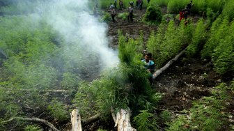 Personel Polres Aceh Besar memusnahkan ladang ganja di kawasan hutan Montasik, Aceh Besar, Aceh, Rabu (6/3).  [ANTARA FOTO/Irwansyah Putra]