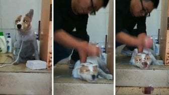 Bengis! Dilihat Putrinya, Ayah Pukuli Anjing Hingga Muncratkan Darah