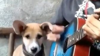 Lucu, Anjing Ini Nyanyi Diiringi Gitar Pemiliknya...