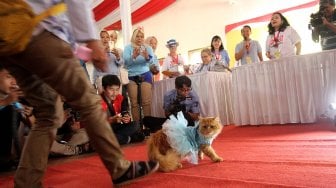 Sejumlah kucing tampil dalam peragaan busana di kantor DPP Partai Gerindra, Jakarta, Sabtu (9/3). [Suara.com/Arief Hermawan P]