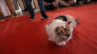 Ketika Kucing Beradu Pesona dalam Fashion Show