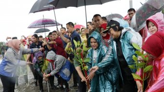 Meriah, Iriana Jokowi Tanam Mangrove di Pandeglang, Banten