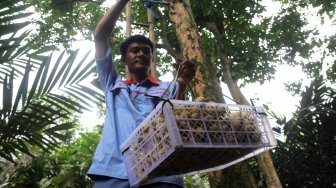 Petugas dari Cagar Buah Condet (CBC) menunjukkan buah Duku yang baru dipanen di lahan milik Dinas Kelautan, Pertanian dan Ketahanan Pangan milik Pemprov DKI, Kramat jati, Jakarta, Kamis (14/3). [Suara.com/Arief Hermawan P]