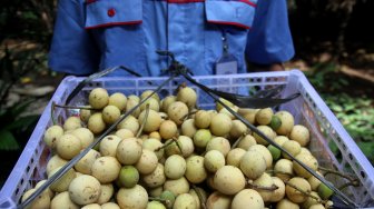 Petugas dari Cagar Buah Condet (CBC) menunjukkan buah Duku yang baru dipanen di lahan milik Dinas Kelautan, Pertanian dan Ketahanan Pangan milik Pemprov DKI, Kramat jati, Jakarta, Kamis (14/3). [Suara.com/Arief Hermawan P]