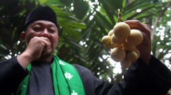 Petugas dari Cagar Buah Condet (CBC) menunjukkan buah Duku yang baru dipanen di lahan milik Dinas Kelautan, Pertanian dan Ketahanan Pangan milik Pemprov DKI, Kramat jati, Jakarta, Kamis (14/3). [Suara.com/Arief Hermawan P]