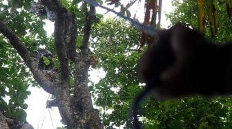 Petugas dari Cagar Buah Condet (CBC) menunjukkan buah Duku yang baru dipanen di lahan milik Dinas Kelautan, Pertanian dan Ketahanan Pangan milik Pemprov DKI, Kramat jati, Jakarta, Kamis (14/3). [Suara.com/Arief Hermawan P]