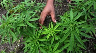 Pemusnahan 5 Hektare Ladang Ganja di Aceh Besar