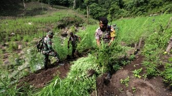 Bos Ladang Ganja Tewas Ditembak Polisi, Dulu Jadi Kombatan GAM