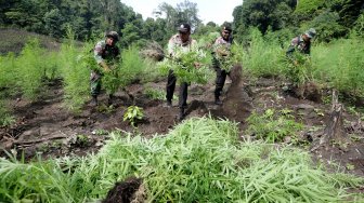 Tim gabungan memusnahkan ladang ganja siap panen di kawasan lembah Montasik, Aceh Besar, Aceh, Kamis (14/3). ANTARA FOTO/Irwansyah Putra/a