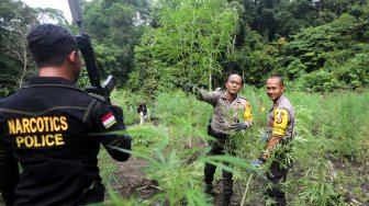 Ringkus 19 Pengedar Ganja, Polisi Temukan Ladang Ganja Seluas Lima Hektar