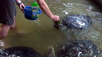 Penyu hijau di Pulau Penyu, Tanjung Benoa, Bali, Minggu (17/3).  [Suara.com/Oke Atmaja]