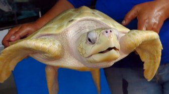 Penyu hijau di Pulau Penyu, Tanjung Benoa, Bali, Minggu (17/3).  [Suara.com/Oke Atmaja]