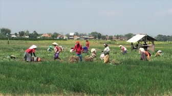 Petani Produktif Tanpa KUR Bisa Ajukan Pinjaman UMi