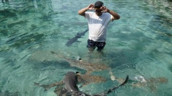 Ini Penyebab Matinya Puluhan Hiu Karang Hitam di Karimunjawa