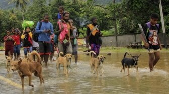 Pencarian Korban Hilang Banjir Sentani, Polisi Kerahkan 15 Anjing Pelacak