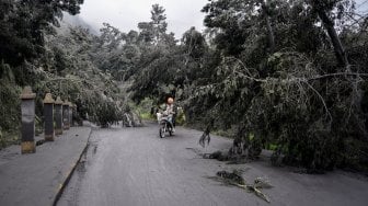 Pengendara motor melintas di jalur menuju kaldera Gunung Bromo yang terhalang pohon roboh di Ngadisari, Sukapura, Probolinggo, Jawa Timur, Selasa (19/3). [ANTARA FOTO/Umarul Faruq]