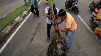 Protes ke Pemerintah, Warga Tanam Pohon Pisang di Tengah Jalan