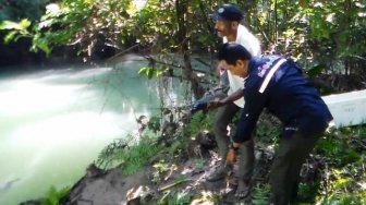 Dua Buaya Rawa Dilepasliarkan BKSDA Maluku