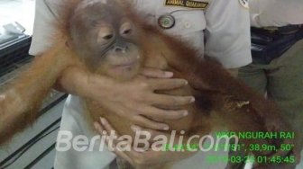 Mau Dibawa ke Rusia, Anak Orang Utan Dibius dan Dimasukan ke Keranjang