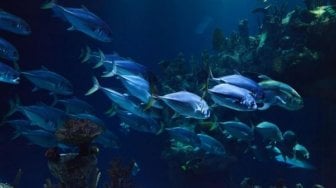 Snorkeling di Pulau Podang-podang Cadi di Sulawesi Selatan, Bikin Pangling