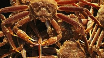 Menantang Seekor Kepiting Raksasa, Pria Ini Banjir Hujatan dari Netizen 