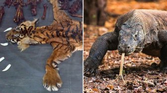 Heboh Komodo Dijual Rp 500 Juta per Ekor, Ini 6 Kasus Serupa Bikin Miris