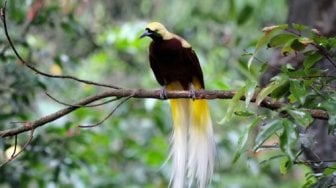 Jenis Burung di Indonesia Bertambah 18, Totalnya Jadi 1.812