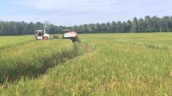 Kementan : Petani Serasi Sebaiknya Ikut dalam Asuransi Usaha Tani Padi