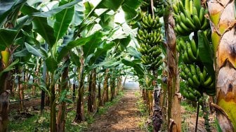 Petani Bantaeng Tanam 20 Ribu Pohon Pisang Untuk Mendukung Kampung Buah