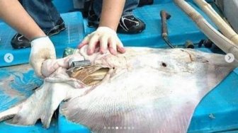 Ikan Pari Ini Ditemukan Mati Telan Sampah Plastik Hingga Kamera Poket