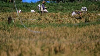 Di Tengah Isu Impor Beras, Bulog Surakarta Siap Beli Gabah Petani