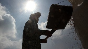 Petani memanen padi di Pondok Rajeg, Cibinong, Kabupaten Bogor, Senin (8/4). [Suara.com/Arief Hermawan P]