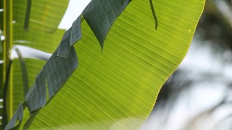 12 Manfaat Daun Pisang, Bisa Jadi Obat Penyakit