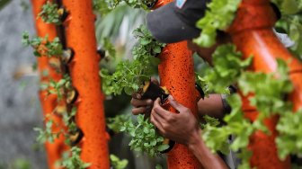 Petugas Dinas Ketahanan Pangan Kelautan dan Pertanian (KPKP) melakukan perawatan tanaman hidroponik dengan menggunakan barang bekas di halaman Balaikota, Jakarta, Selasa (9/4).[Suara.com/Muhaimin A Untung]