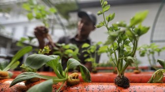 Petugas Dinas Ketahanan Pangan Kelautan dan Pertanian (KPKP) melakukan perawatan tanaman hidroponik dengan menggunakan barang bekas di halaman Balaikota, Jakarta, Selasa (9/4).[Suara.com/Muhaimin A Untung]