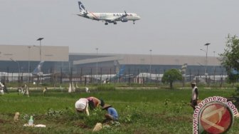 Lahan Pertanian Sekitar Bandara Soekarno - Hatta Terus Menyusut Tiap Tahun