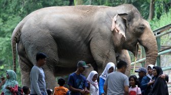 Warga memanfaatkan hari libur Paskah dengan mengunjungi lokasi wisata Kebun Binatang Ragunan di Jakarta, Jumat (19/2). [Suara.com/Arief Hermawan P]