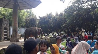 Hari Pertama Buka, Ragunan Diserbu 72 Ribu Pengunjung