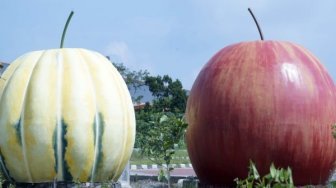 Jelang Peresmian Kebun Raya Indrokilo Boyolali Ditutup 5 Hari