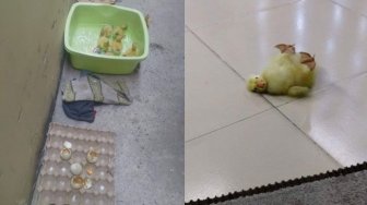 Mau Dimasak, 24 Telur Ini Malah Menetas Gara-Gara Cuaca Terlalu Panas