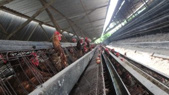 Israel Temukan Wabah Flu Burung H5N1 Patogen di Peternakan Ayam