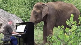 Seekor Gajah Berusia 80 Tahun Tak Bergeming Dengarkan Indahnya Alunan Piano