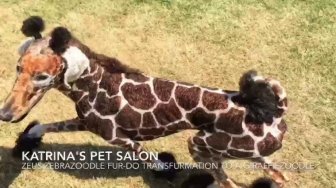 Kreatif! Salon Ini Bisa Bikin Hewan Peliharaan Tampil Beda