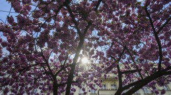 Pemandangan bunga sakura yang mekar di kota Berlin, Jerman, Selasa (23/4).  [John MACDOUGALL / AFP]