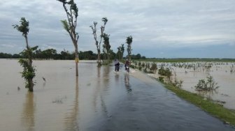 Curah Hujan Tinggi, Kementan Minta Petani Manfaatkan Program Asuransi Padi