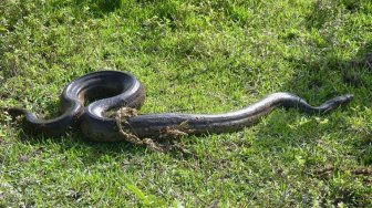 Lalu Lintas Terganggu, Ternyata Ada Anaconda Raksasa Lagi Menyeberang 