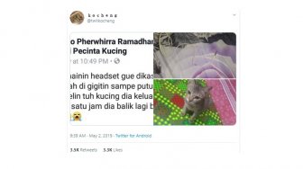 Usai Rusak Headset Majikannya, Kucing Ini Beri Hadiah Mengejutkan